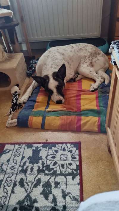 Die Dogorama Wochen Challenge-Beitrag-Bild