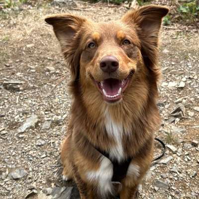 Hundetreffen-Sola sucht Anschluss 🦊-Bild