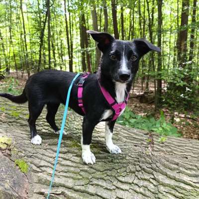 Hundetreffen-Spieltreff-Bild