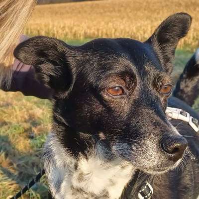 Hundetreffen-Gassi-Kumpels gesucht-Bild