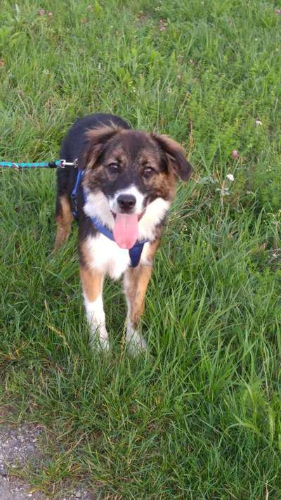 Die Dogorama Kalender Challenge 4/4-Beitrag-Bild