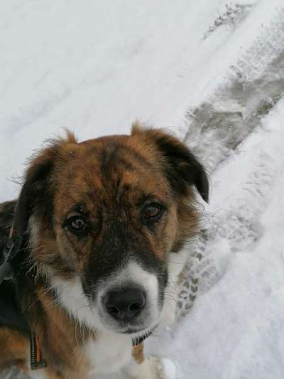 Schnee Foto-Beitrag-Bild