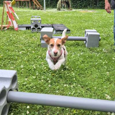 Hundeschulen-Hundeschule Petershagen-Bild