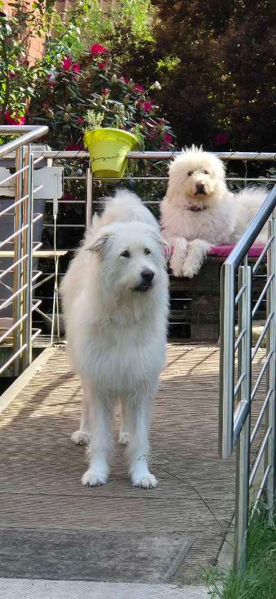 Herdenschutzhunde-Beitrag-Bild