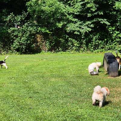 Hundetreffen-Spielen für Kleine Hunde-Bild