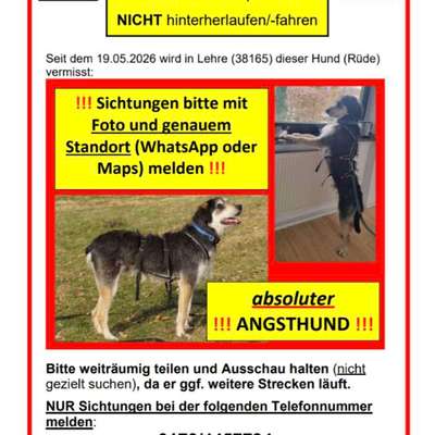 Suchmeldung-Enzo-Bild