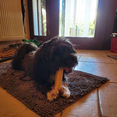 Hundetreffen-Gassi gehen