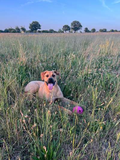Hundetreffen-Gassi gehen und toben-Bild
