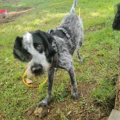 Hundetreffen-Treffen in Olewig-Profilbild