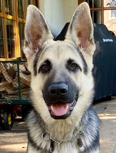 Deutsche Schäferhunde, Belgische Schäferhunde.-Beitrag-Bild