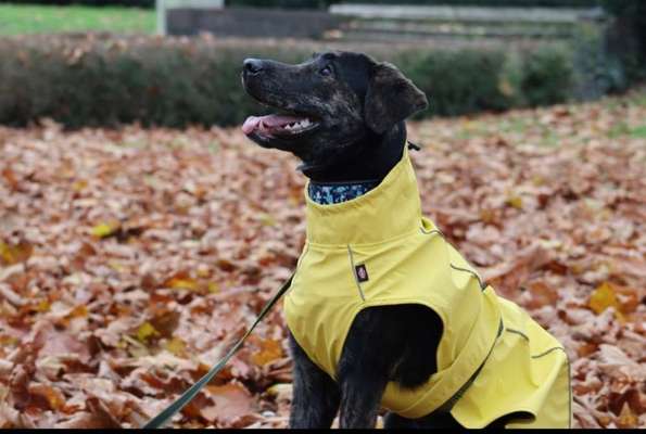 Foto's und Hundemodels-Beitrag-Bild