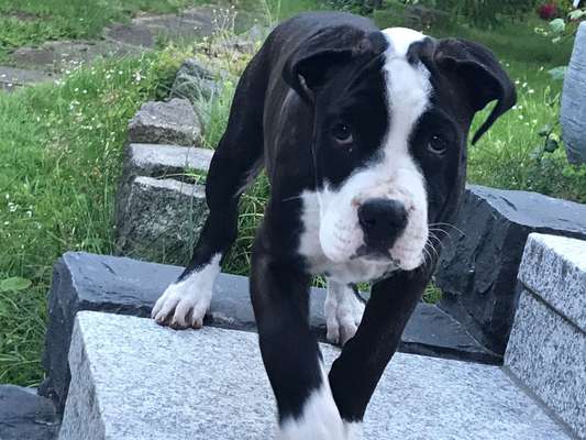 Welpen Bilder !-Beitrag-Bild