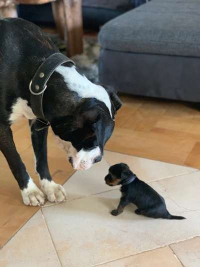 Welpen Bilder !-Beitrag-Bild