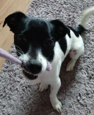 TierschutzhundeStammtisch🐕-Beitrag-Bild