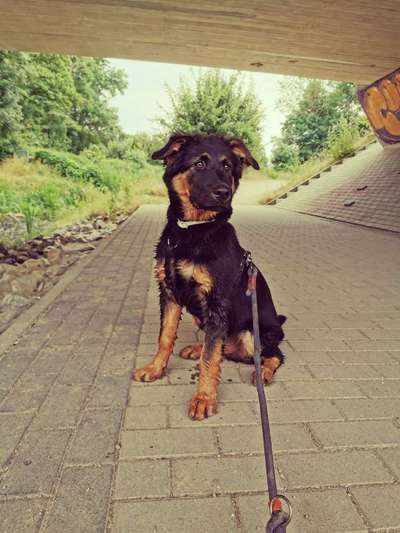 Welpen Bilder !-Beitrag-Bild