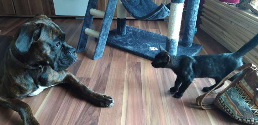 Bilder Hund und andere Tiere-Beitrag-Bild