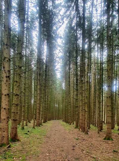 Die wunderschöne Welt mit Hund.-Beitrag-Bild