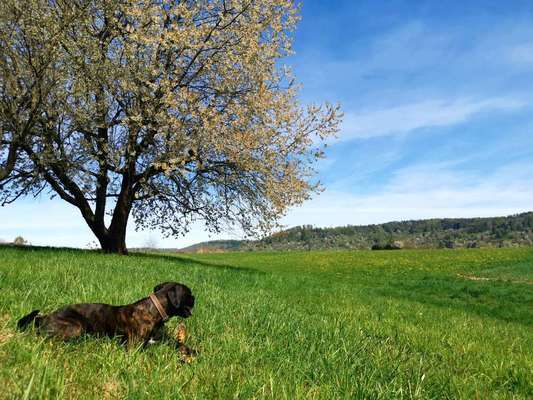 Die wunderschöne Welt mit Hund.-Beitrag-Bild