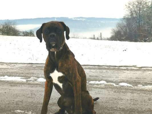 Deutsche Boxer-Beitrag-Bild