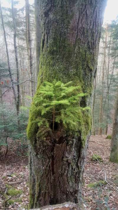 Die wunderschöne Welt mit Hund.-Beitrag-Bild