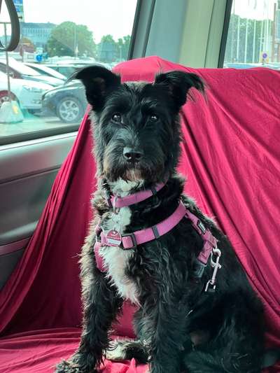 149. Foto Challenge: Wer ist hier der Boss!-Beitrag-Bild