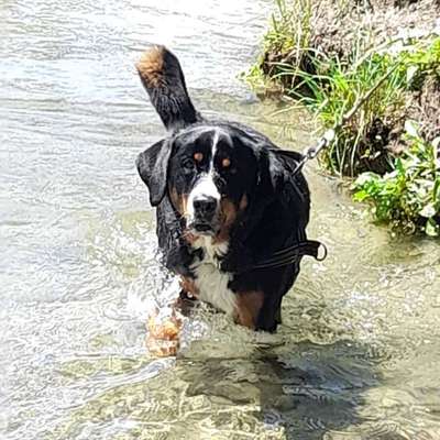 Hundetreffen-Hundetreffen-Bild