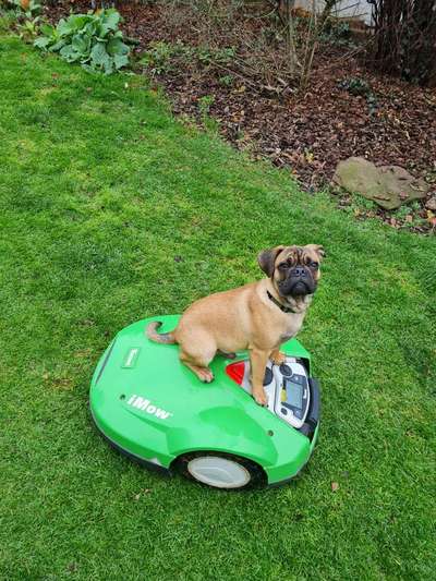 FOTOCHALLENGE: 25  Thema:  Hündische Haushaltshilfen-Beitrag-Bild