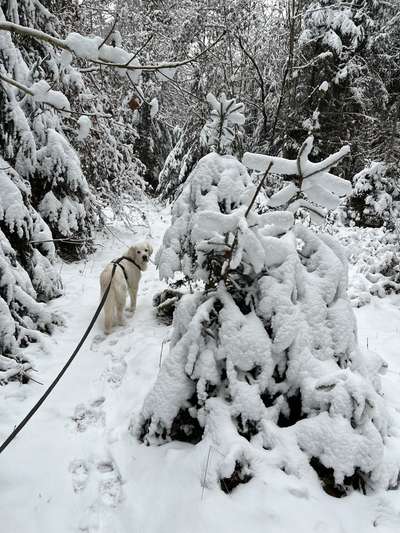 Wo sind die Golden Retriever Liebhaber?-Beitrag-Bild