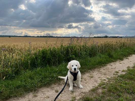 Wo sind die Golden Retriever Liebhaber?-Beitrag-Bild