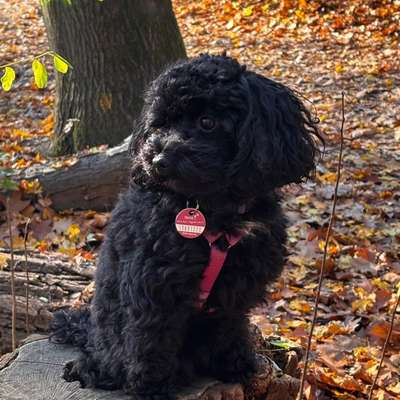 Suchmeldung-Finja-Bild