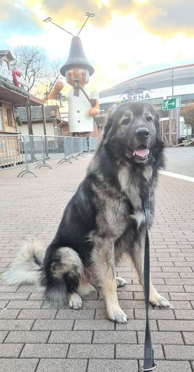 Herdenschutzhund-Beitrag-Bild