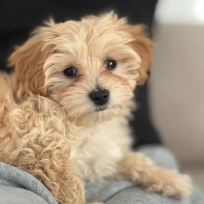 Hundetreffen-Welpentreff im Ramersdorf-Bild