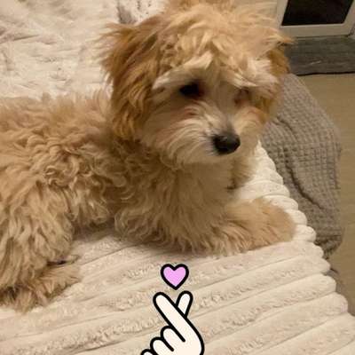 Hundetreffen-Spielfreunde gesucht-Bild
