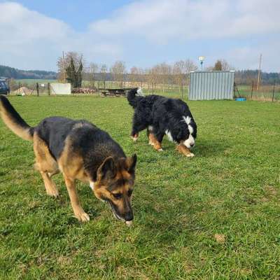 Hundeschulen-Hundetrainer Lukas-Bild