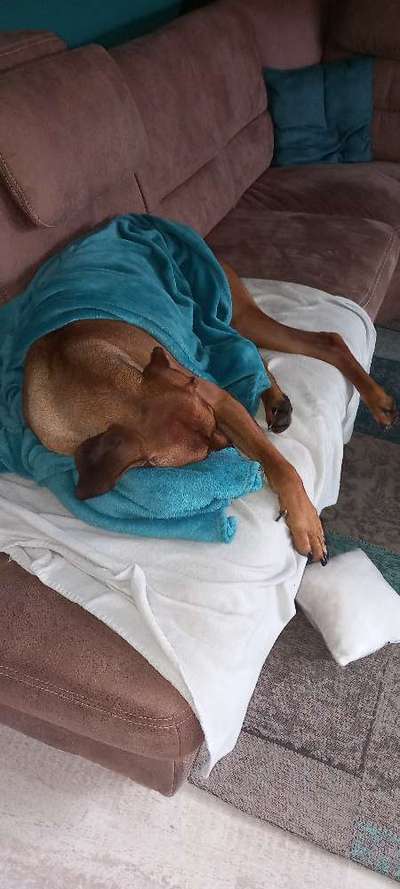 Rhodesian Ridgeback-Beitrag-Bild