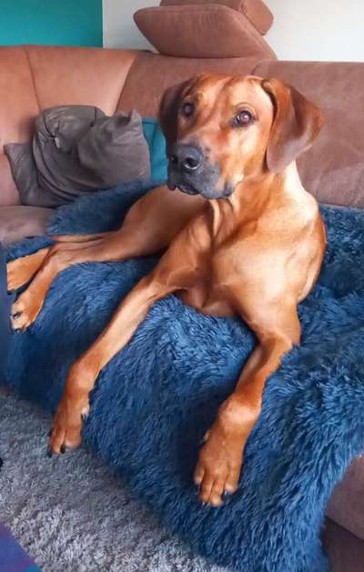 Rhodesian Ridgeback-Beitrag-Bild