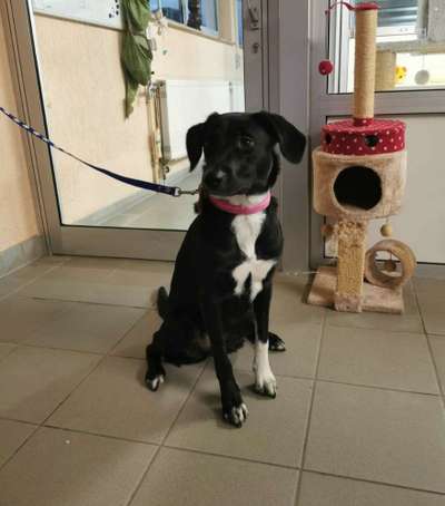 Das erste Bild eures Hundes-Beitrag-Bild