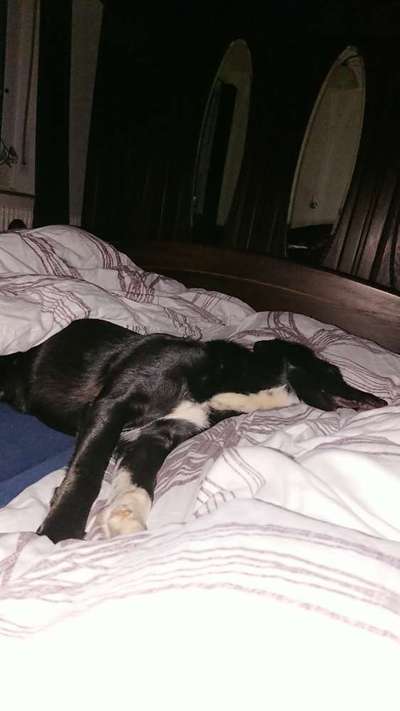 Darf der Hund bei Euch im Bett schlafen?-Beitrag-Bild