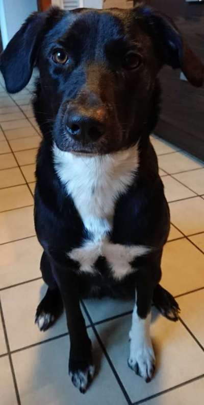 Mischlinge raten - Rätselspaß-Beitrag-Bild