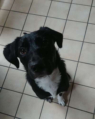 Mischlingshunde Foto Aufruf-Beitrag-Bild