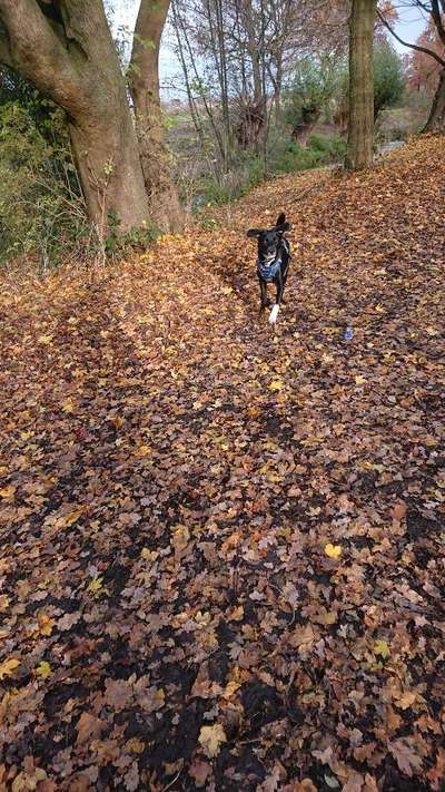 Tierheim-Beitrag-Bild