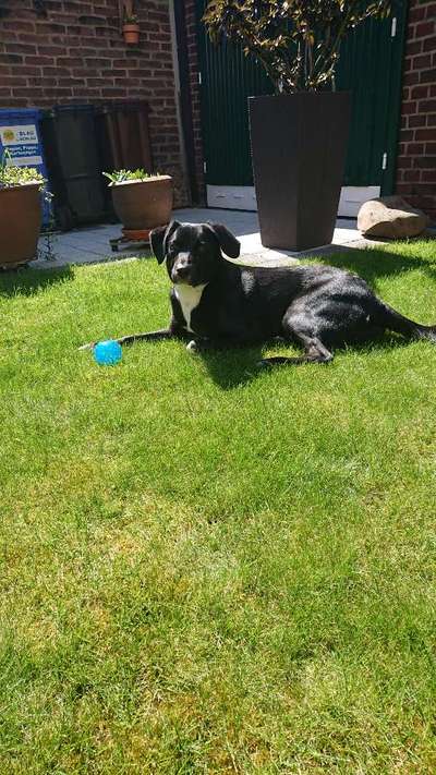 eure Spitznamen für die Vierbeiner-Beitrag-Bild