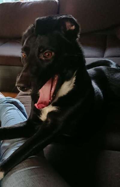 Zeige das lustigste Bild eures Hundis-Beitrag-Bild