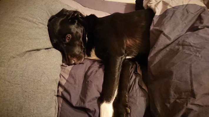 Gemeinsames Kuscheln im Bett!-Beitrag-Bild