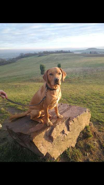 Labradorfans-Beitrag-Bild