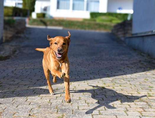 Labradorfans-Beitrag-Bild