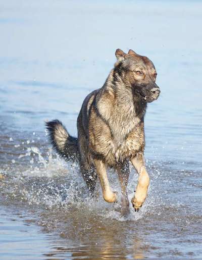 Ist das ein...?-Beitrag-Bild