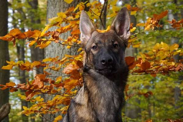 Zeichnungen eurer Hunde-Beitrag-Bild