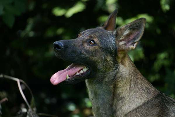 Deutsche Schäferhunde, Belgische Schäferhunde.-Beitrag-Bild