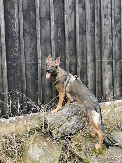 Deutsche Schäferhunde, Belgische Schäferhunde.-Beitrag-Bild